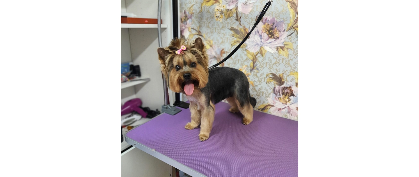 Dog hairdressing
