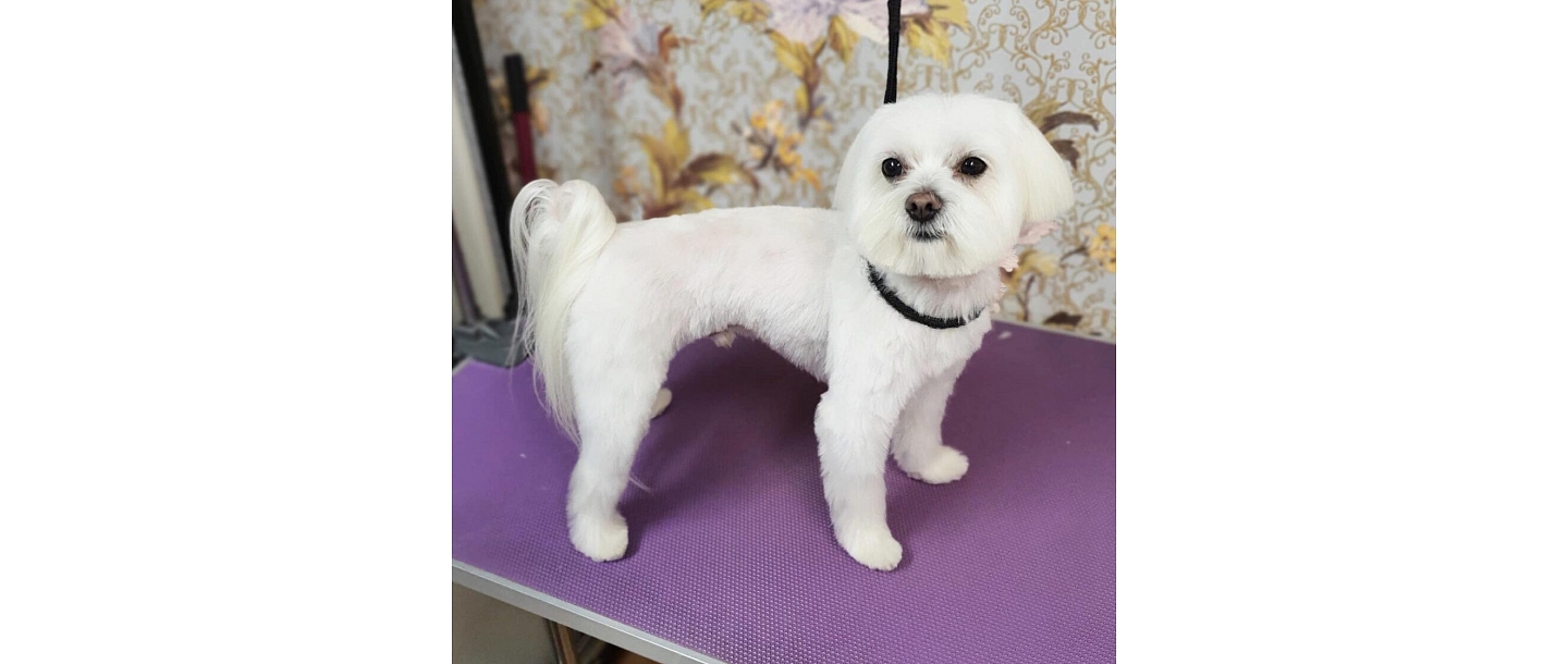 Hair salon for small animals