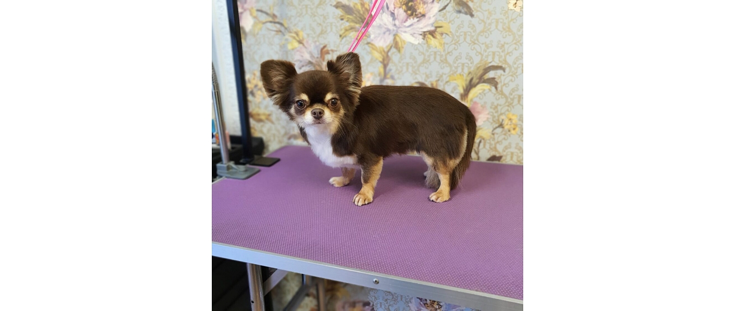 Dog grooming
