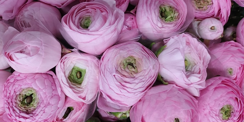 Fresh flowers