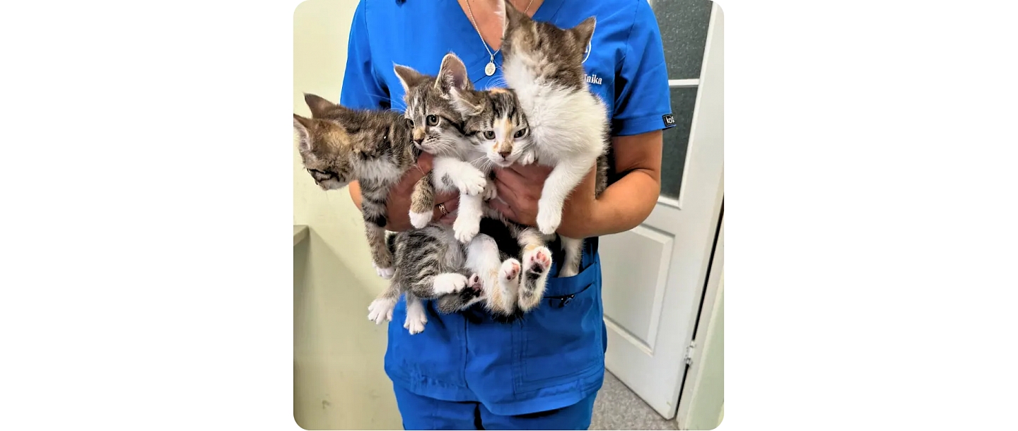 Veterinārārsts tur kaķēnus rokās