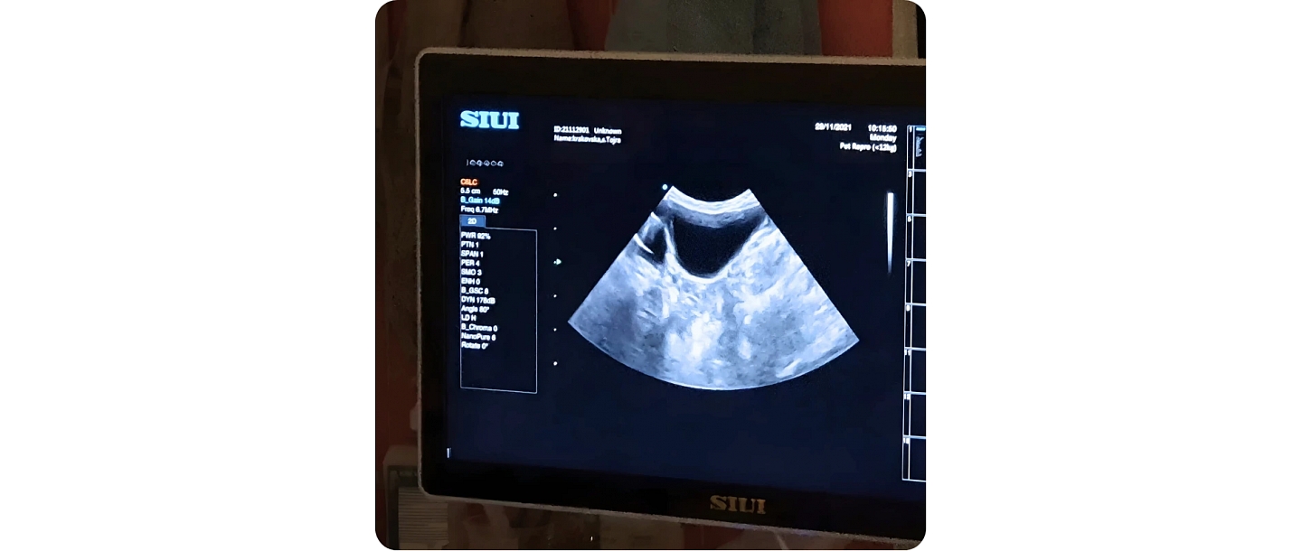 Ultrasound examination of an animal