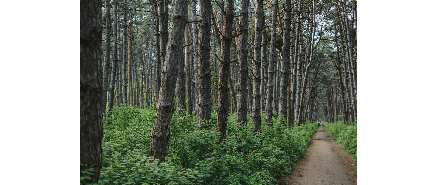 management of forest properties