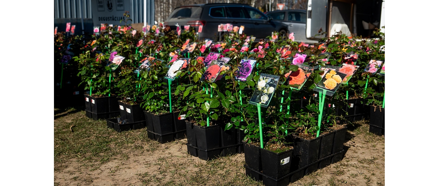 Seedling sales in Ķirpės
