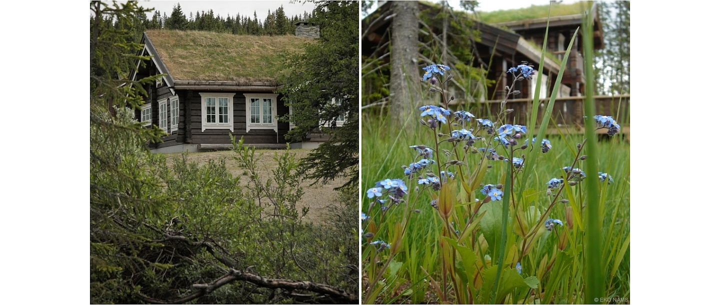 Log buildings made of solid pine wood