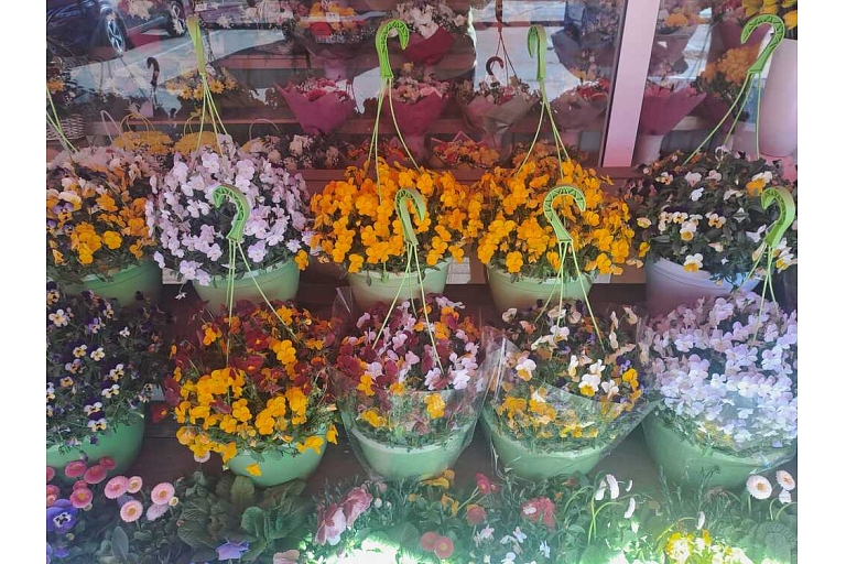 Summer flowers in pots