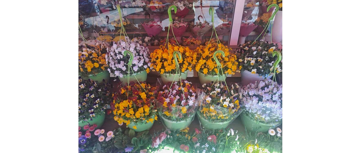 Summer flowers in pots