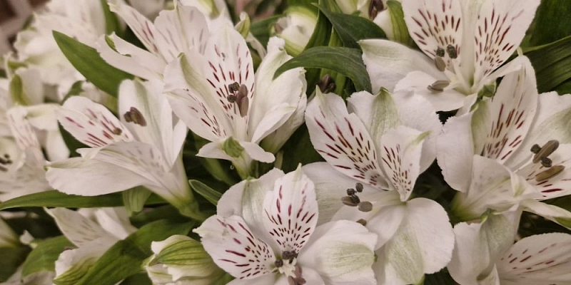 Wedding bouquets