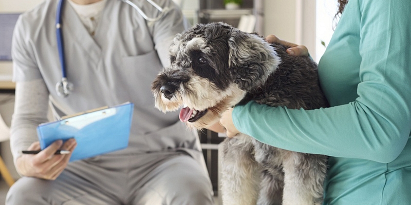 Veterinārās konsultācijas