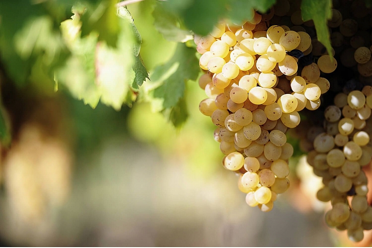 
Advice on grape plant growing
