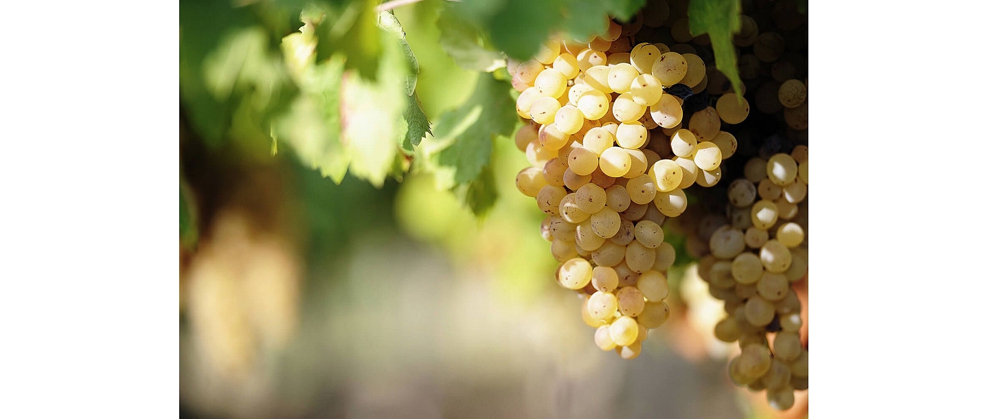 Консультации по выращиванию саженцев винограда