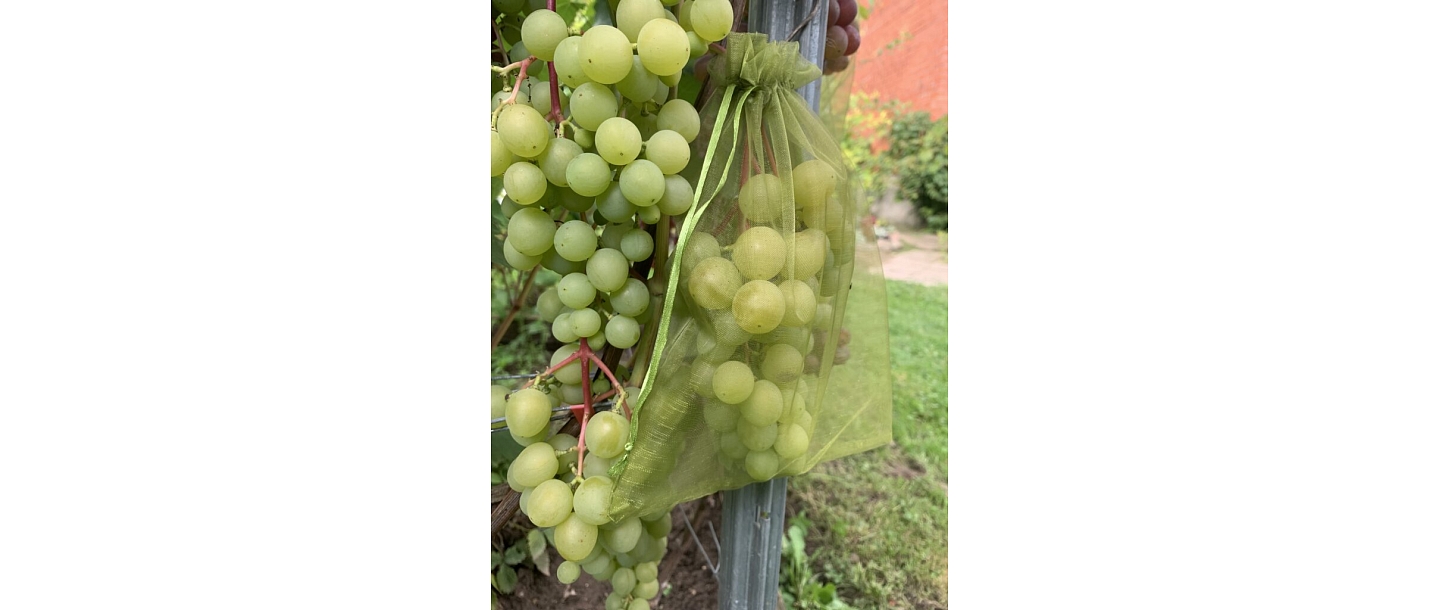 Greenhouse grape varieties