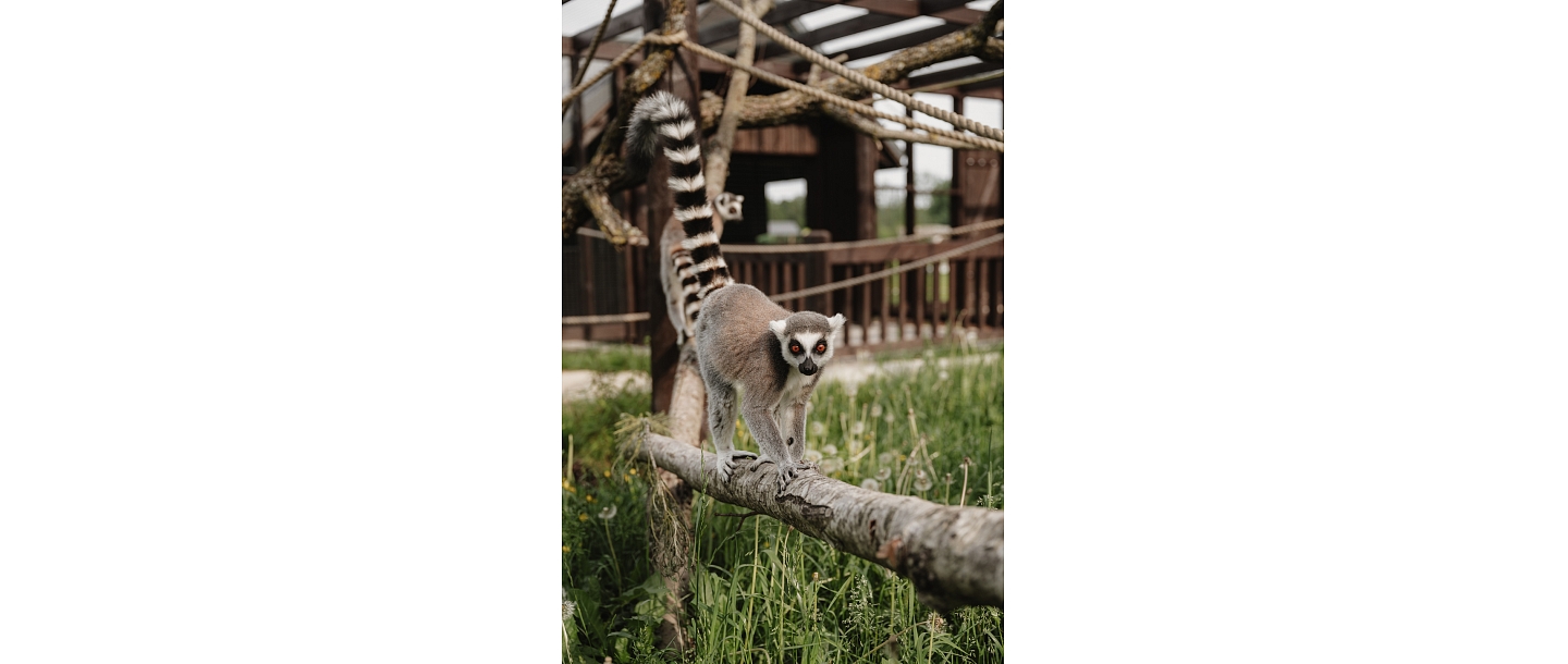 Сигулдский зоопарк