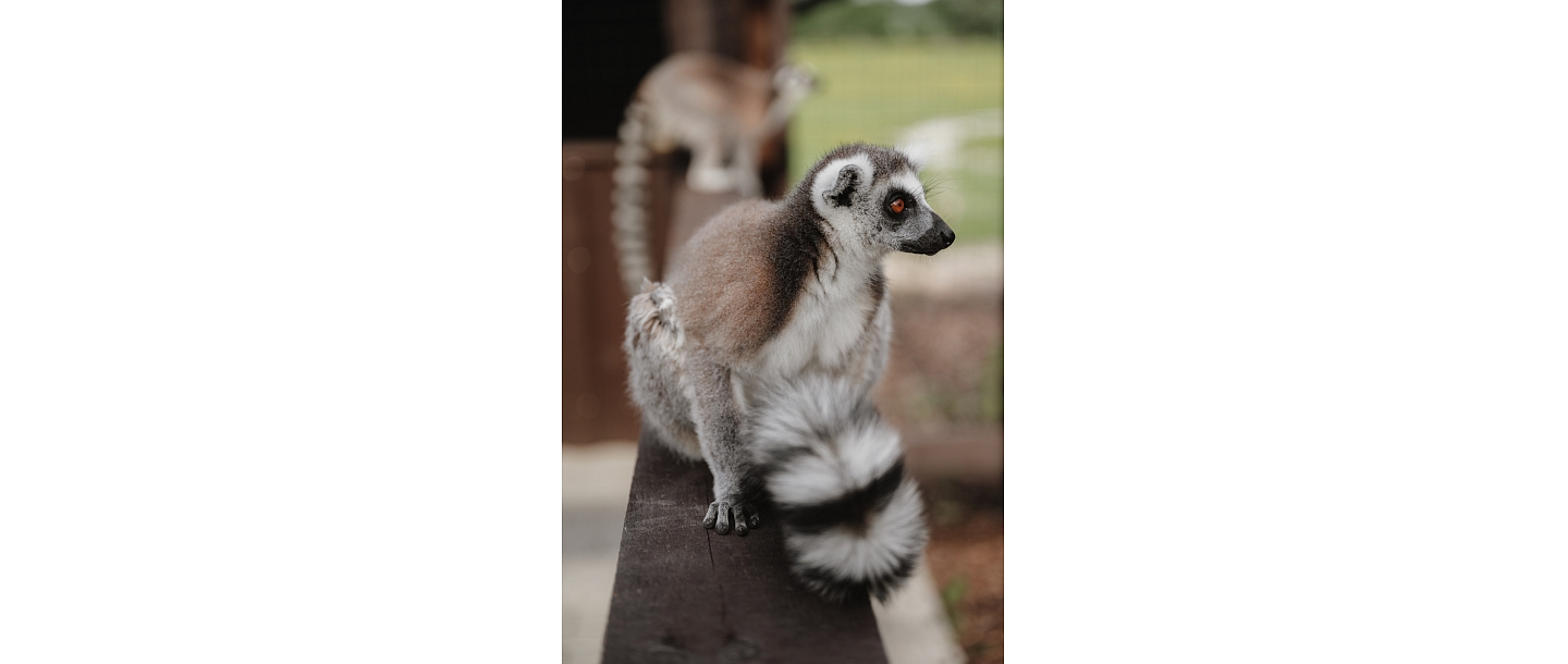 Sigulda Zoo