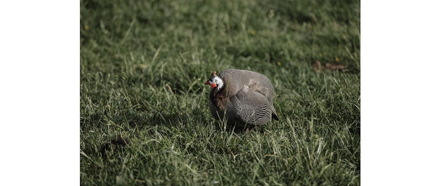 Сигулдский зоопарк