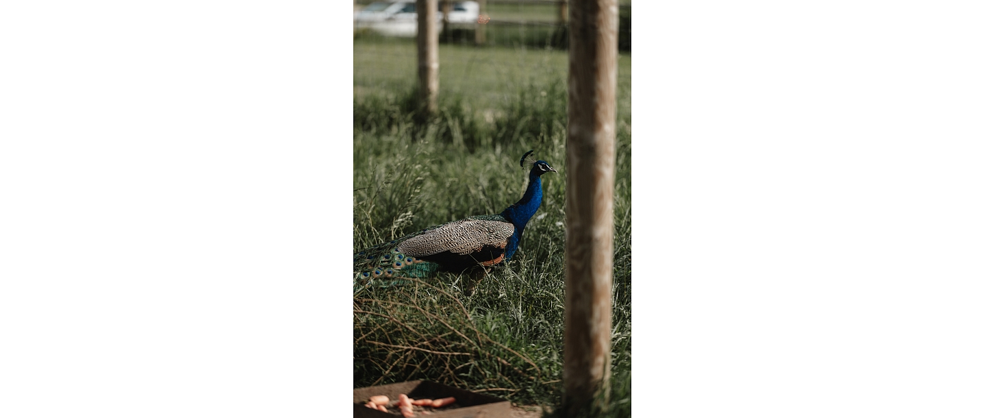 Сигулдский зоопарк