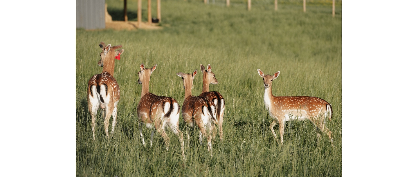 Siguldas ZOO