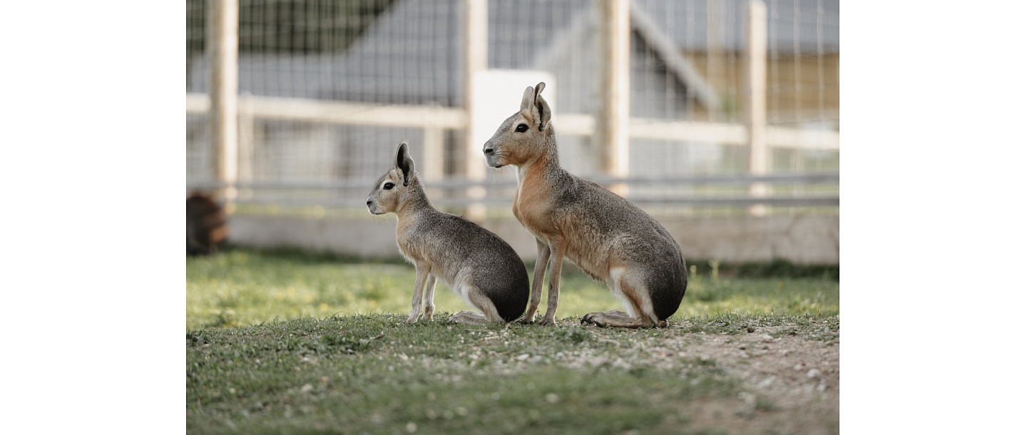 Sigulda Zoo