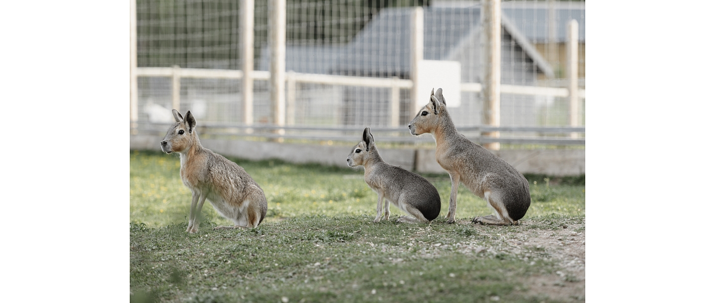 Siguldas ZOO