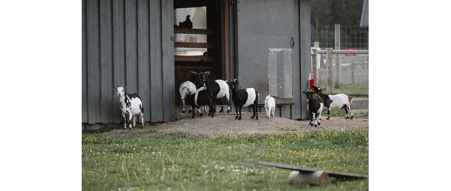 Sigulda Zoo
