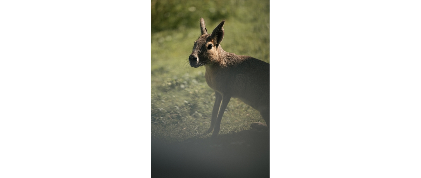 Sigulda Zoo