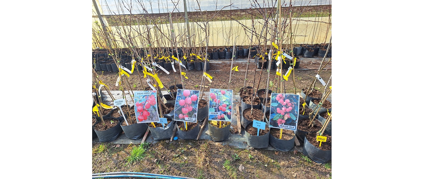 seedling market