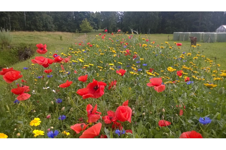 Flower meadow seeds
