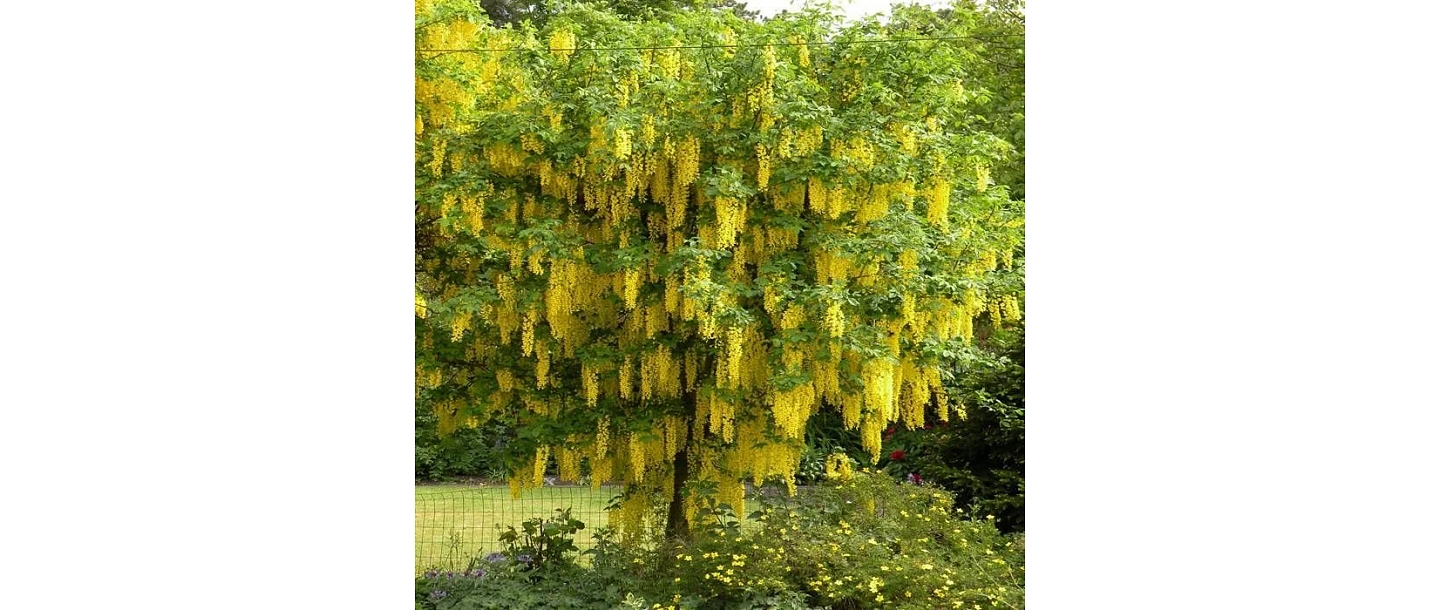 Ornamental shrubs