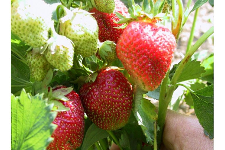 Strawberries