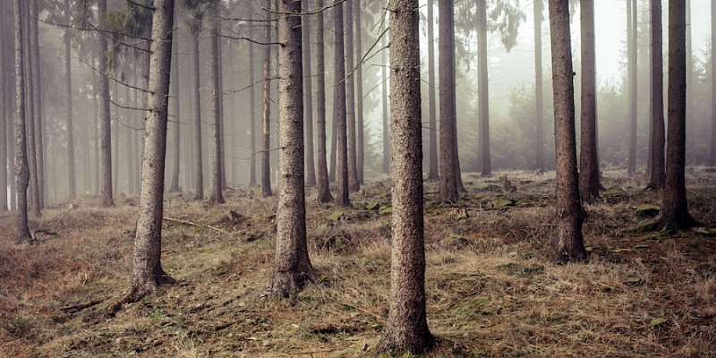 Forest e-auctions