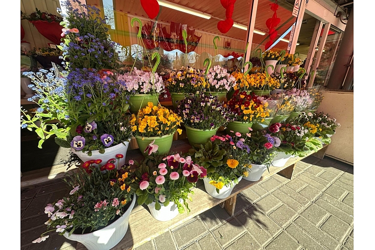 Flowers in pots