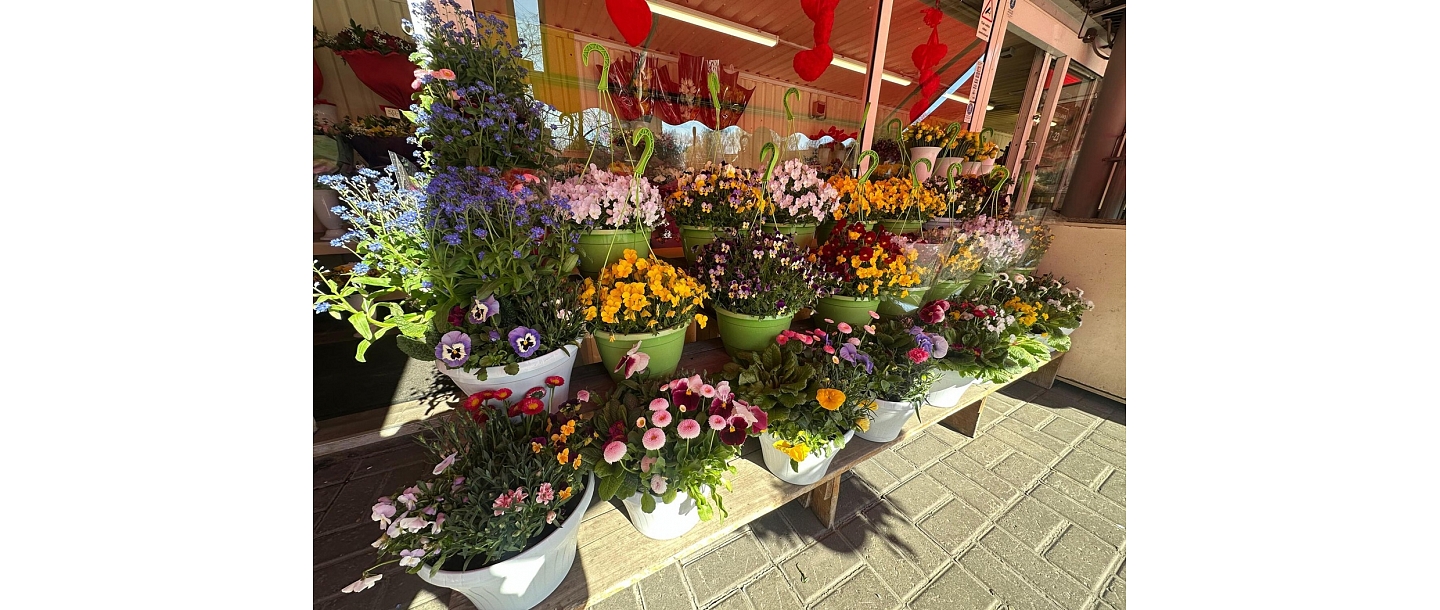 Flowers in pots