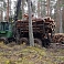 Ciršanas tiesību iepirkšana, mežizstrādes pakalpojumi