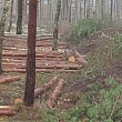 Logging