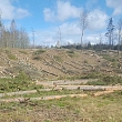Forest administration