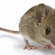 Rat extermination