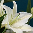 Funeral services