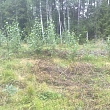 Reforestation