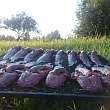 Smoked fish