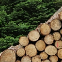 Logging services