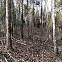 Meža pirkšana