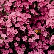 Flower delivery