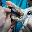 Veterinārārsta pakalpojumi