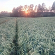 Graudkopība