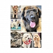 Birma PETS Services – profesionālas rūpes par jūsu četrkājainajiem draugiem