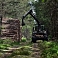 Forest removal