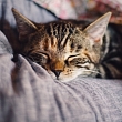 Acupuncture for animals