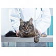 Veterinārie pakalpojumi