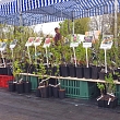 Ravija nursery
