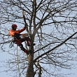 Arboriculture services